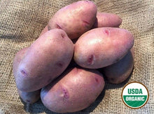 Mondak Gold Organic Seed Potatoes