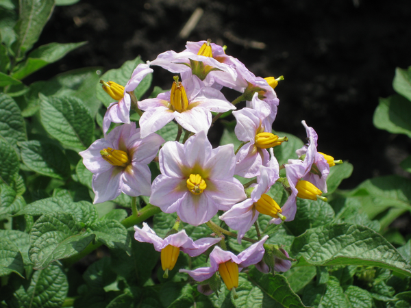 Organic Seed Potato Flowers