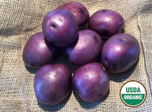 Huckleberry Gold Organic Seed Potatoes
