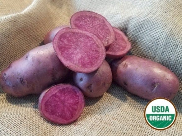 Adirondack Red Organic Seed Potatoes Red flesh