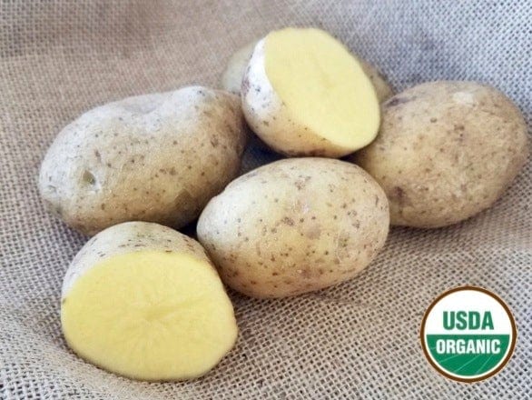 German Butterball Organic Seed Potatoes