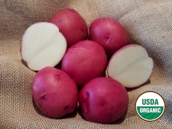 Dakota Rose Organic Seed Potatoes red skin white flesh great flavor