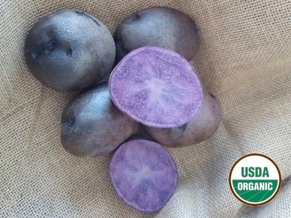 Adirondack Blue Organic Seed Potatoes Blue flesh 