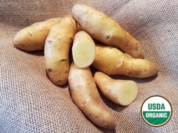 Austrian Crescent Organic Seed Potatoes fingerling