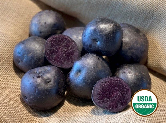Blackberry Organic Seed Potatoes (NEW)